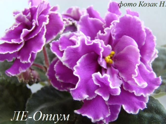 Фиалка ЛЕ-Опиум 4