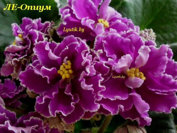 Фиалка ЛЕ-Опиум 5