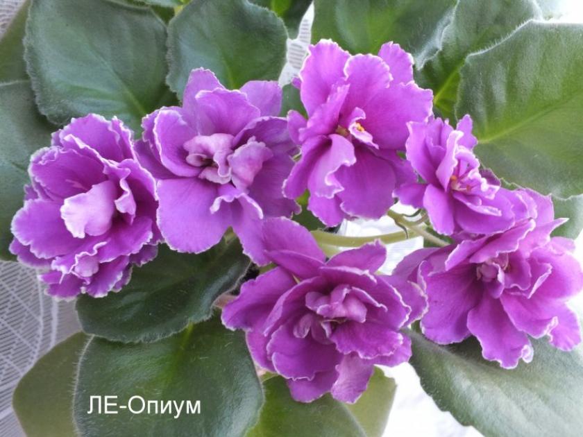 Фиалка ЛЕ-Опиум 6