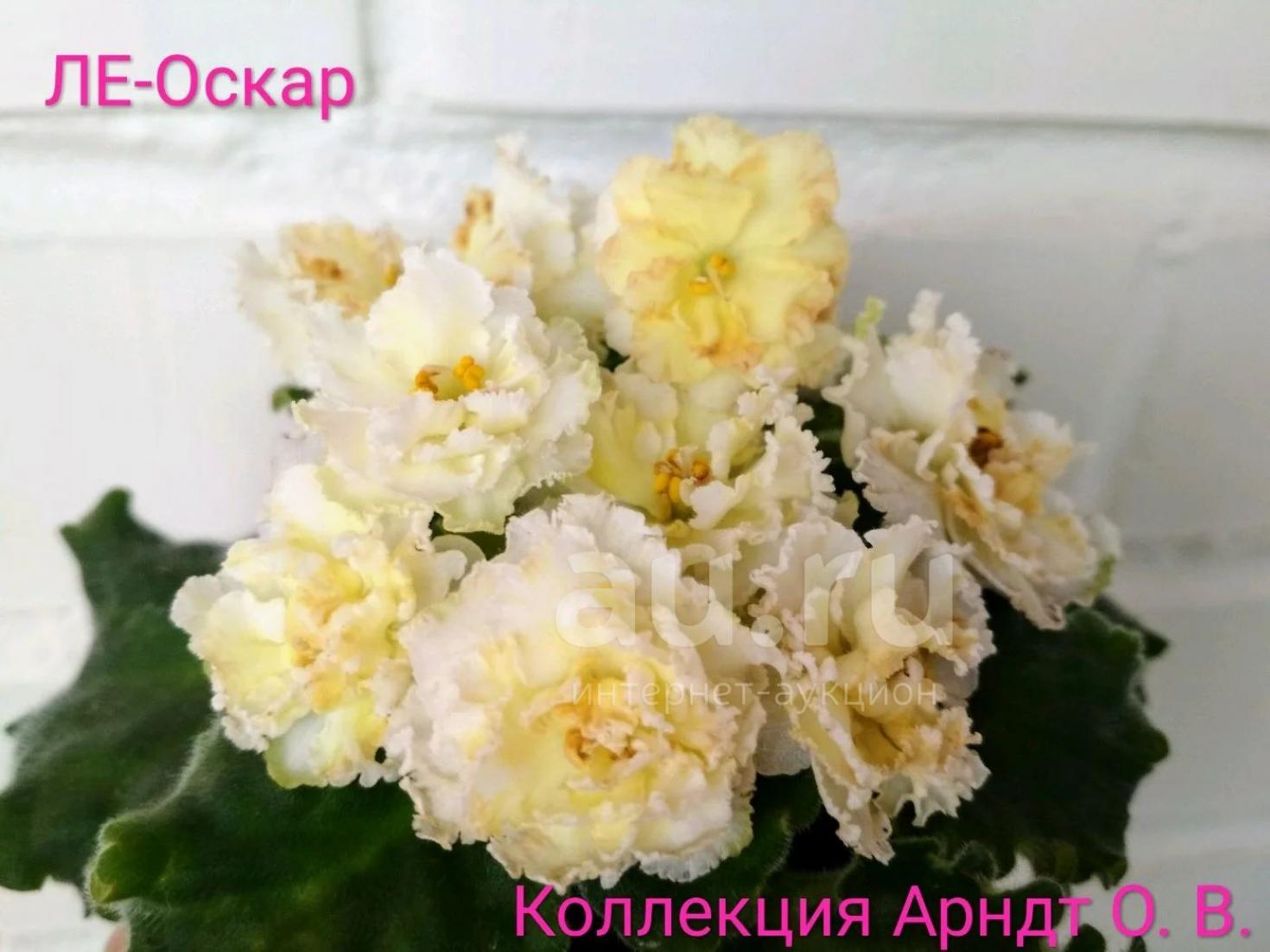 Фиалка ЛЕ-Оскар 3