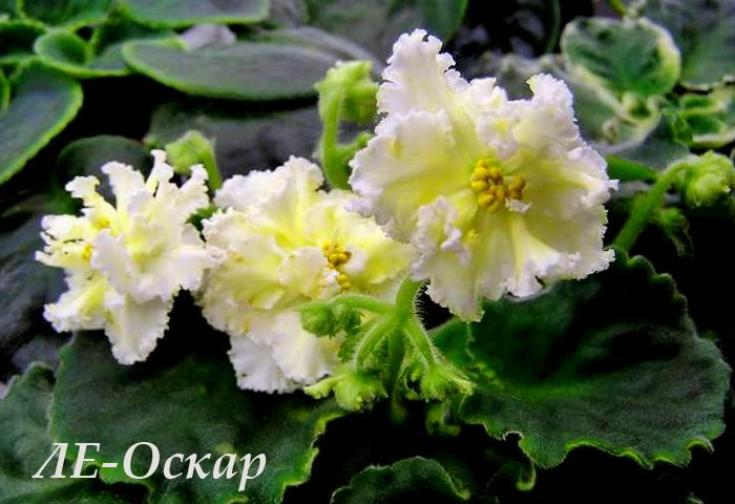 Фиалка ЛЕ-Оскар 4