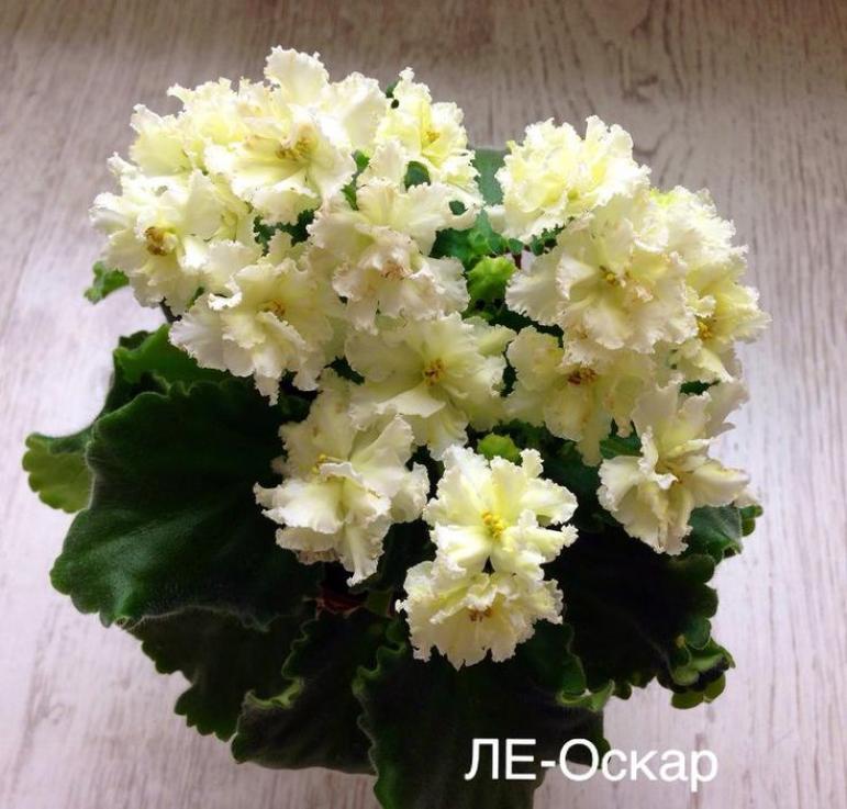 Фиалка ЛЕ-Оскар 5