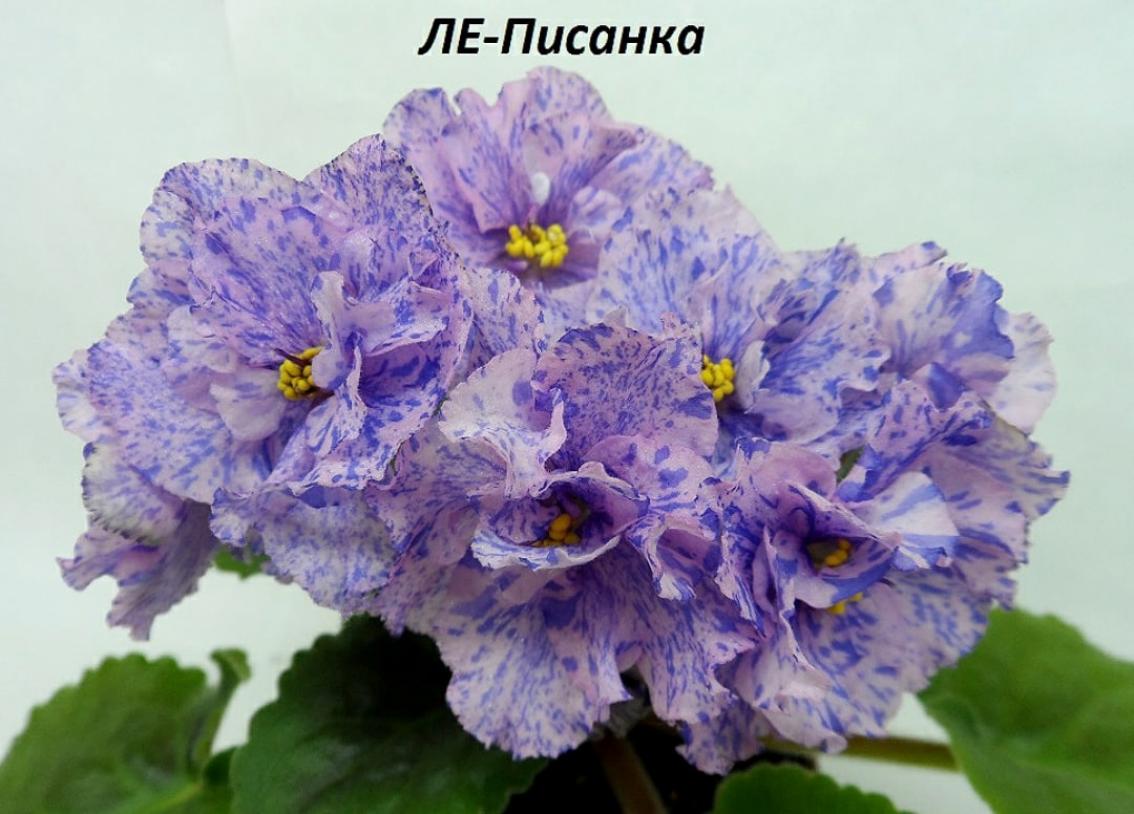 Фиалка ЛЕ-Писанка 2