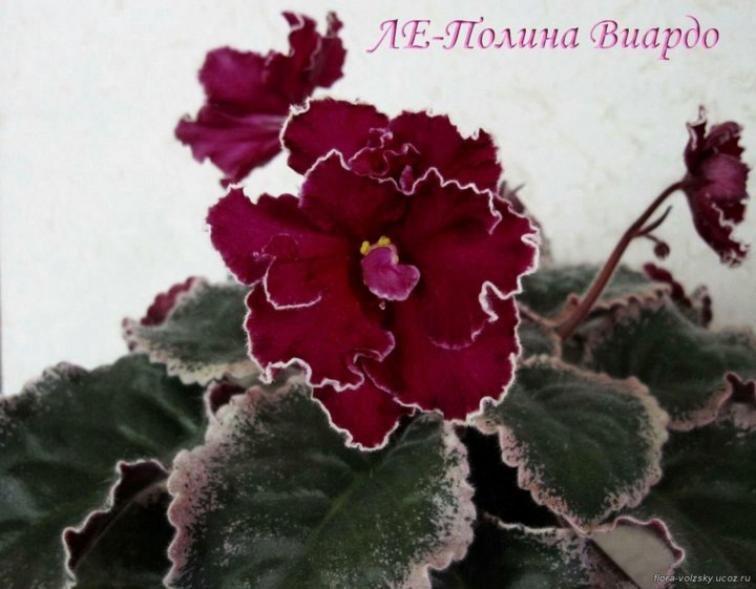 Фиалка ЛЕ-Полина Виардо 4