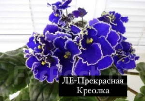 Фиалка ЛЕ-Прекрасная Креолка