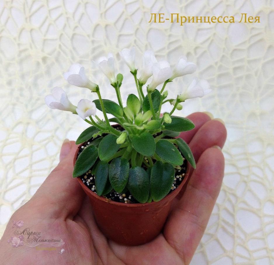 Фиалка ЛЕ-Принцесса Лея 2