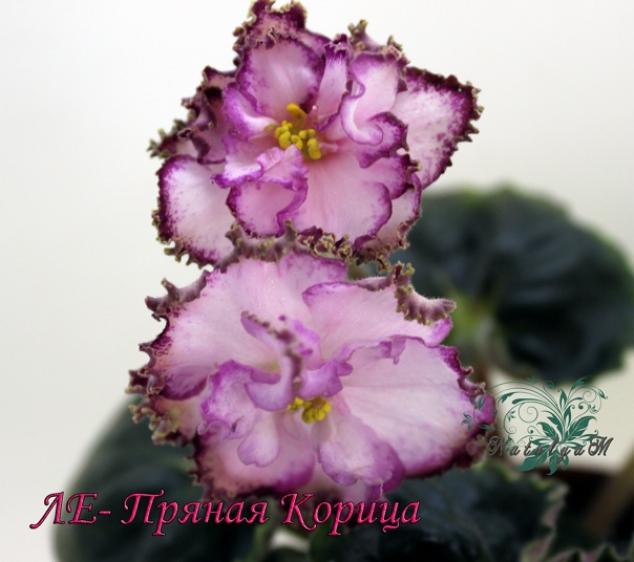 Фиалка ЛЕ-Пряная Корица 2