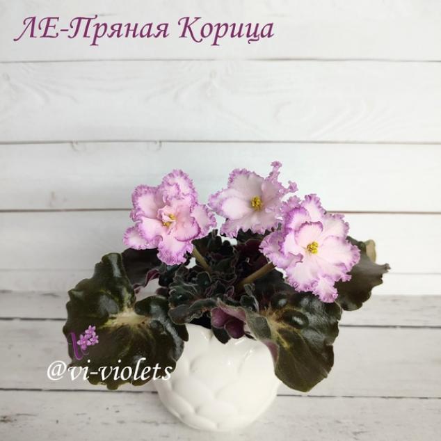 Фиалка ЛЕ-Пряная Корица 3