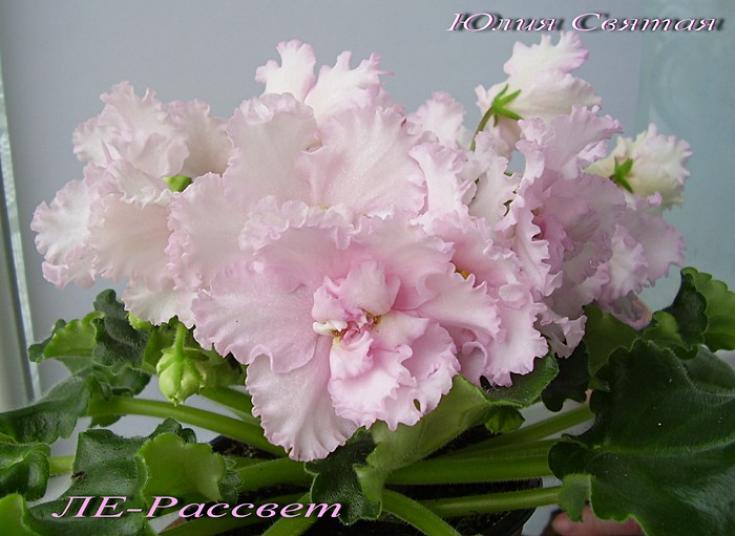 Фиалка ЛЕ-Рассвет 3