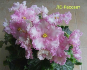 Фиалка ЛЕ-Рассвет