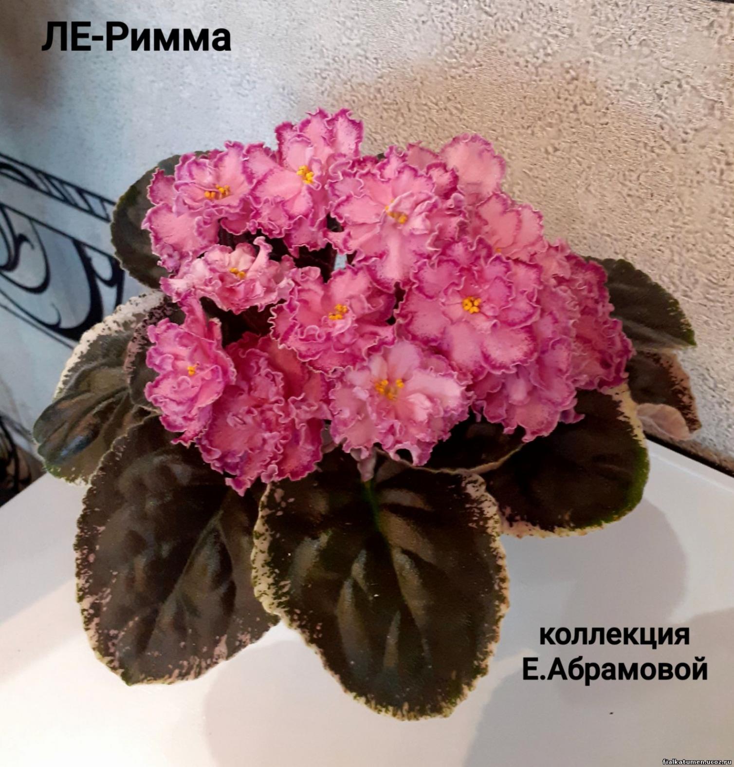 Фиалка ЛЕ-Римма 4