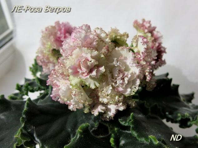 Фиалка ЛЕ-Роза Ветров 3