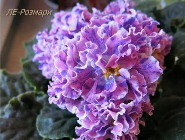 Фиалка ЛЕ-Розмари 2