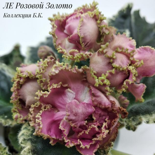 Фиалка ЛЕ-Розовое золото 2