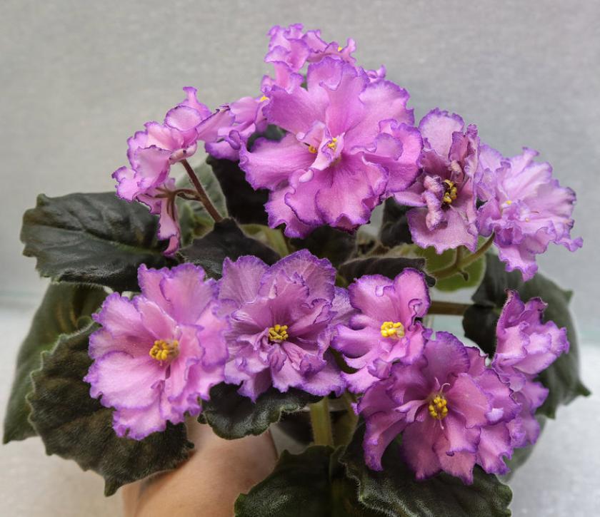Фиалка ЛЕ-Розовые Сны 5