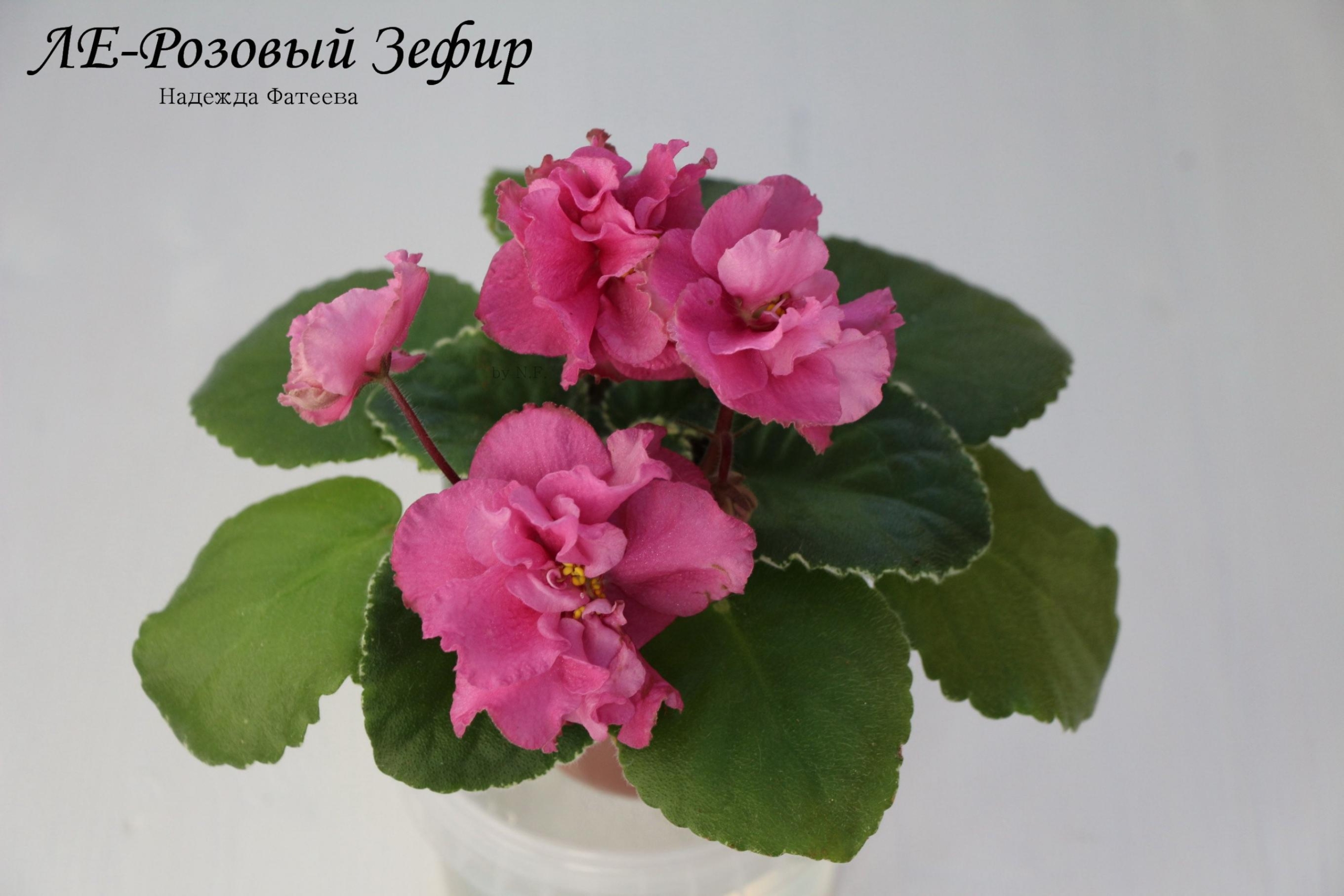 Фиалка ЛЕ-Розовый зефир 6