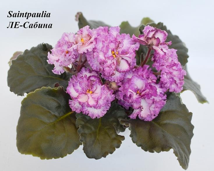 Фиалка ЛЕ-Сабина 4