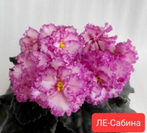 Фиалка ЛЕ-Сабина