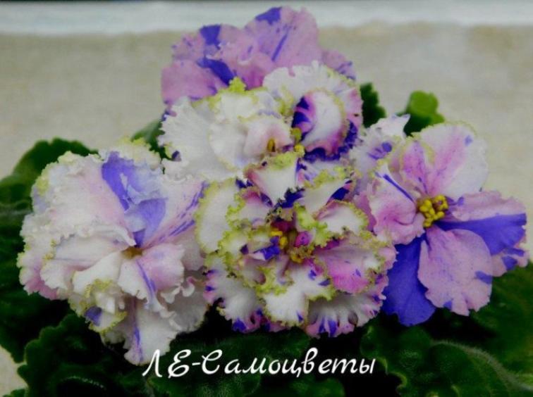 Фиалка ЛЕ-Самоцветы 2