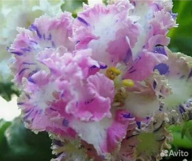 Фиалка ЛЕ-Самоцветы