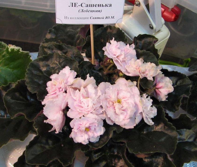 Фиалка ЛЕ-Сашенька 3