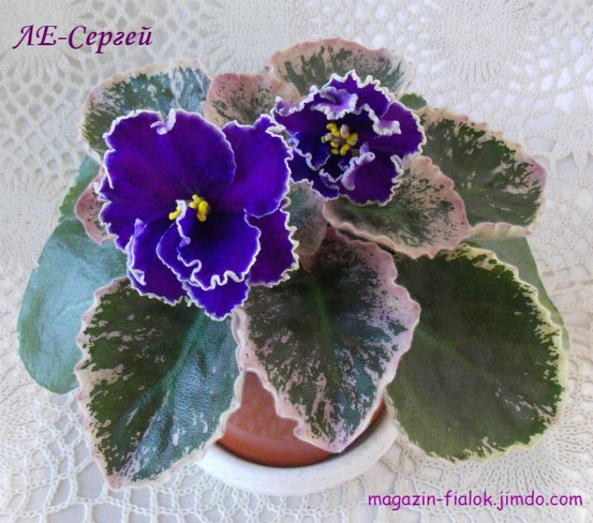 Фиалка ЛЕ-Сергей 4