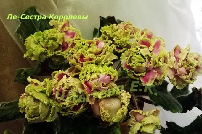 Фиалка ЛЕ-Сестра Королевы 4