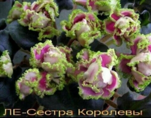 Фиалка ЛЕ-Сестра Королевы