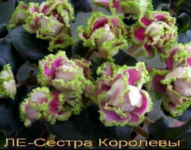 Фиалка ЛЕ-Сестра Королевы