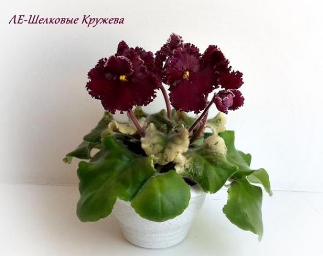 Фиалка ЛЕ-Шелковые кружева 3