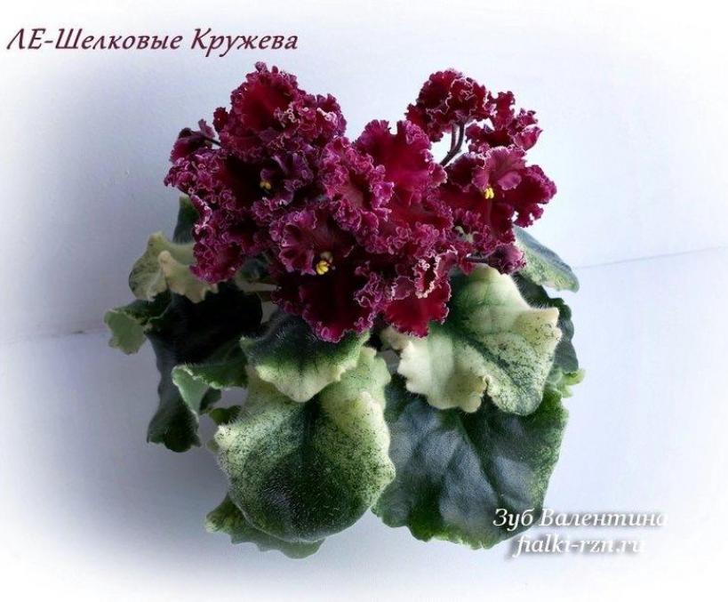 Фиалка ЛЕ-Шелковые кружева