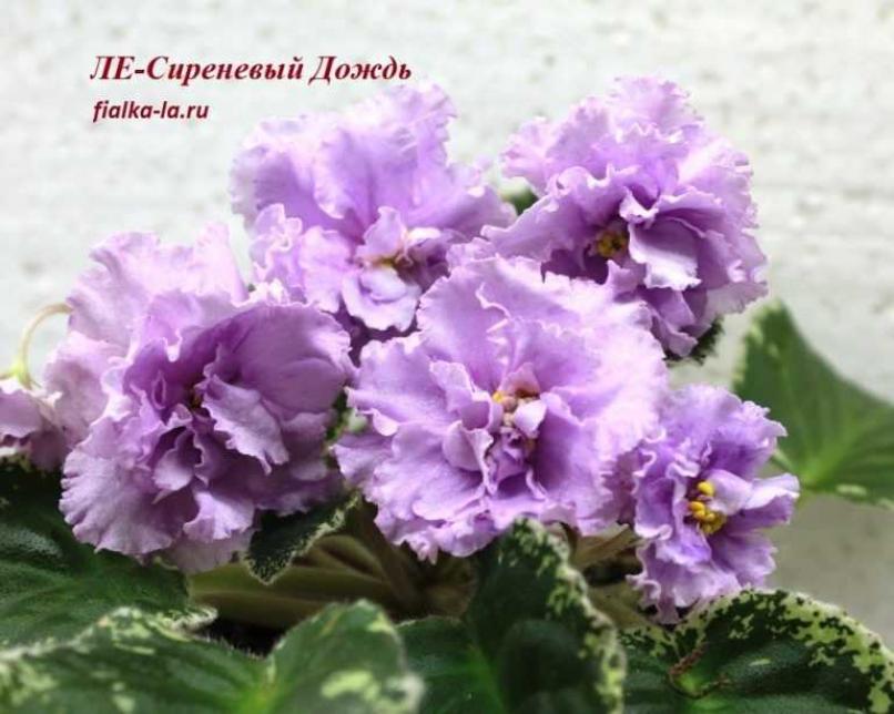 Фиалка ЛЕ-Сиреневый Дождь 6