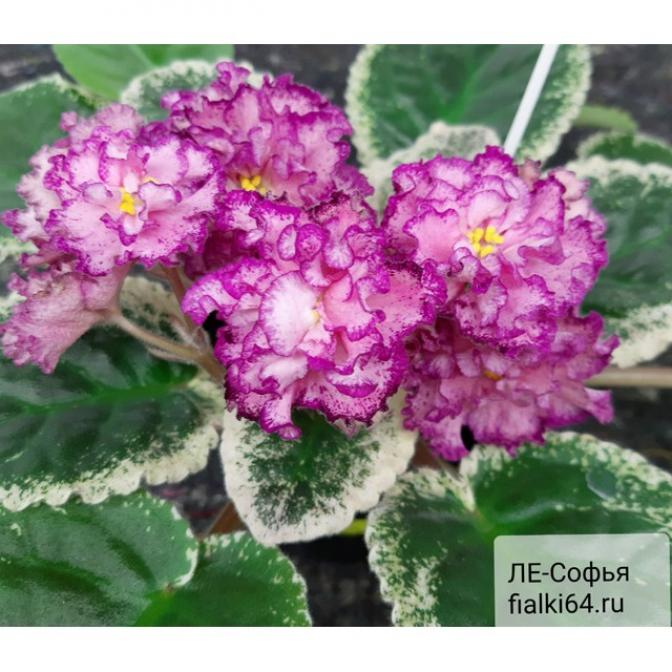 Фиалка ЛЕ-Софья 3