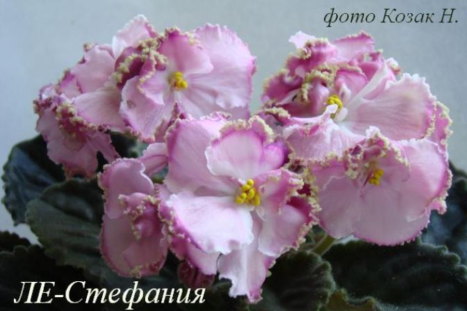 Фиалка ЛЕ-Стефания 3
