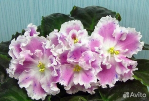 Фиалка ЛЕ-Суламифь