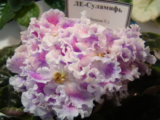 Фиалка ЛЕ-Суламифь 5