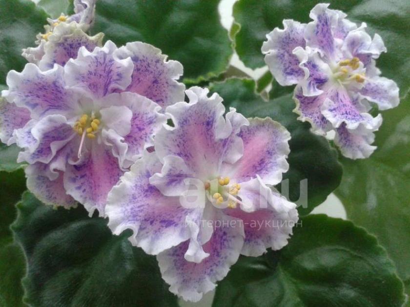 Фиалка ЛЕ-Суламифь 6