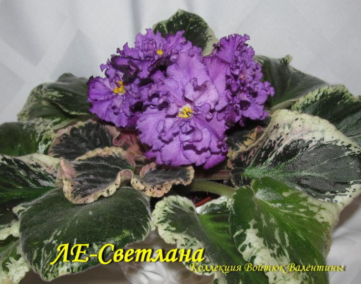 Фиалка ЛЕ-Светлана 5