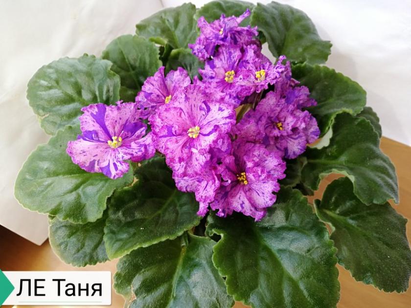Фиалка ЛЕ-Таня 3
