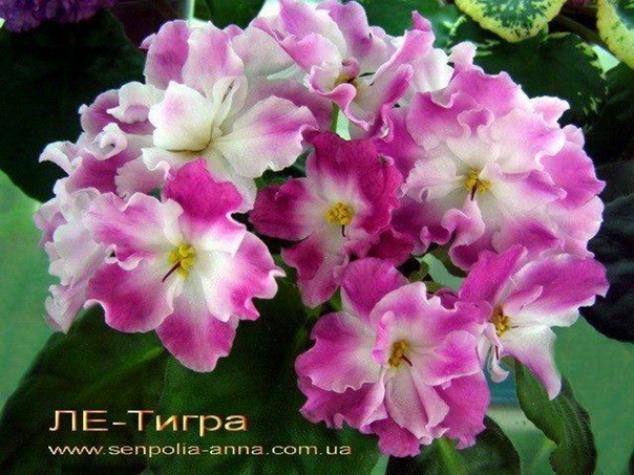 Фиалка ЛЕ-Тигра 2