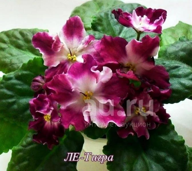 Фиалка ЛЕ-Тигра 4