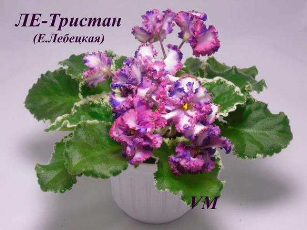 Фиалка ЛЕ-Тристан 2