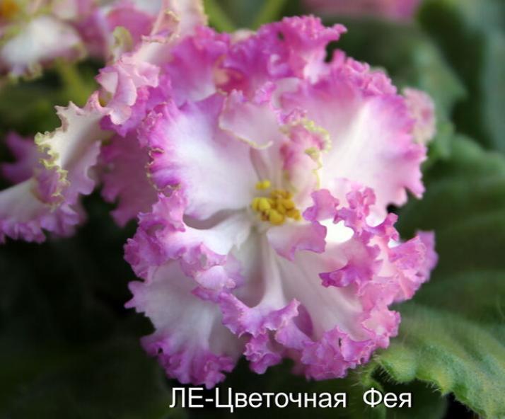 Фиалка ЛЕ-Цветочная Фея 2