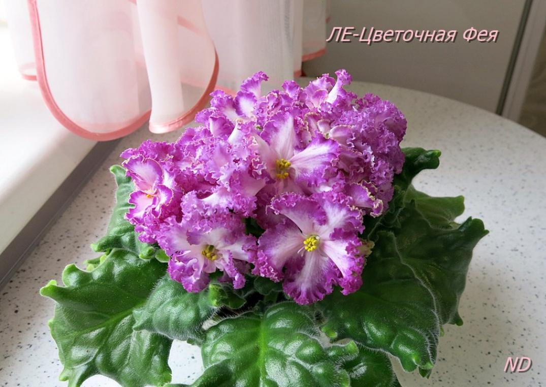 Фиалка ЛЕ-Цветочная Фея 5
