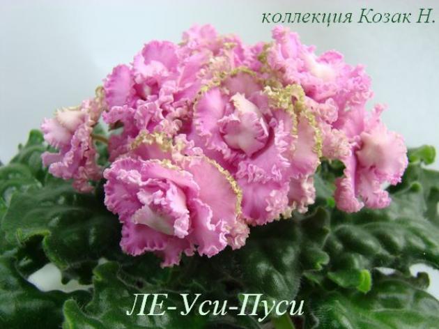 Фиалка ЛЕ-Уси-Пуси 3