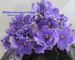 Фиалка ЛЕ-Васильковый Блюз