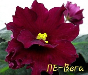 Фиалка ЛЕ-Вега