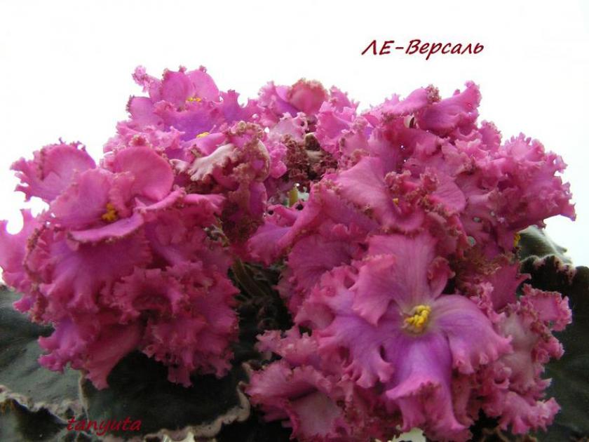 Фиалка ЛЕ-Версаль 7