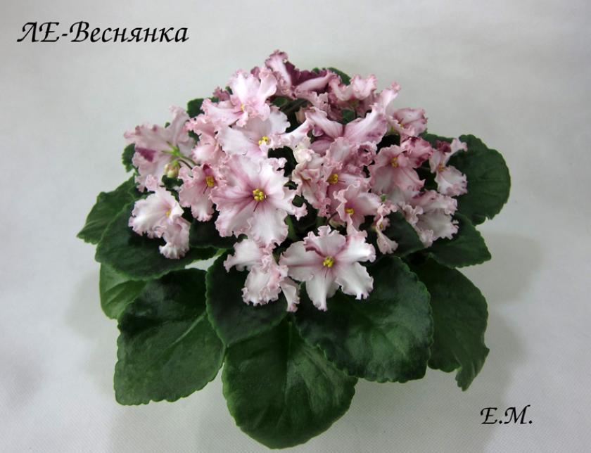 Фиалка ЛЕ-Веснянка 3