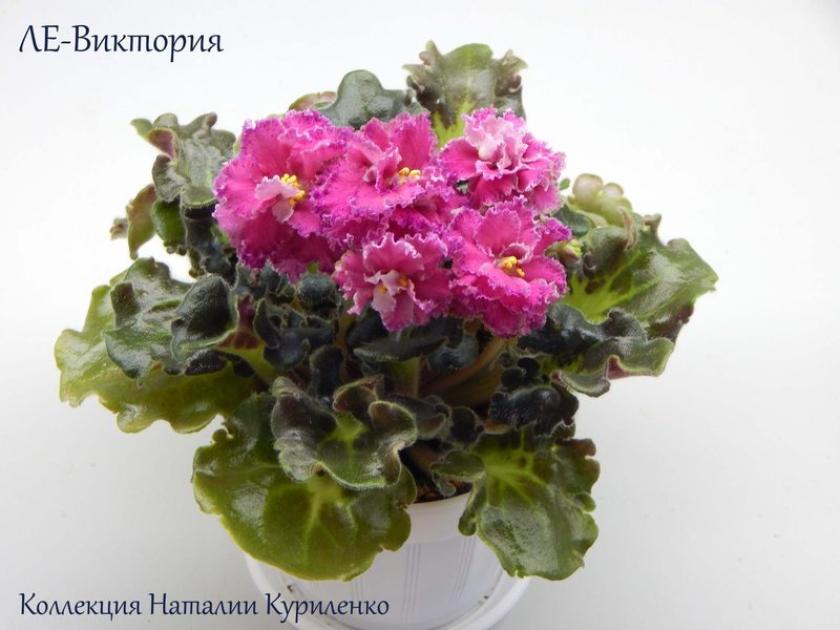 Фиалка ЛЕ-Виктория